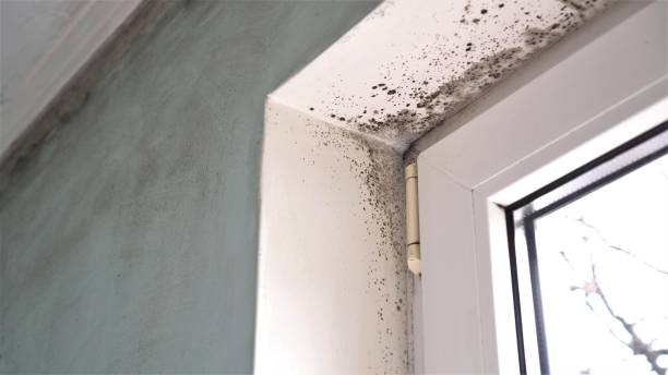 Professional Mold Removal in St Johns, AZ