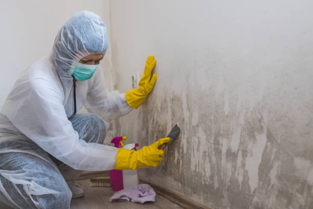Best Crawl Space Mold Remediation  in St Johns, AZ