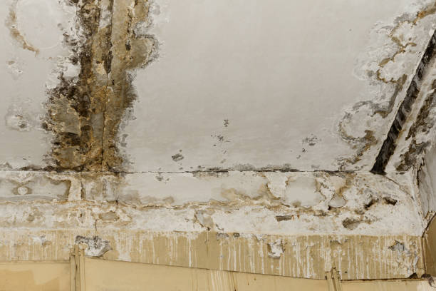 Best HVAC Mold Inspection and Cleaning  in St Johns, AZ