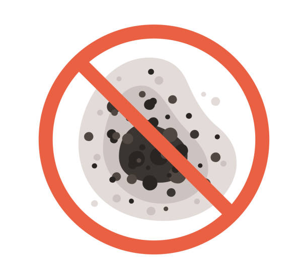 Best Black Mold Removal  in St Johns, AZ
