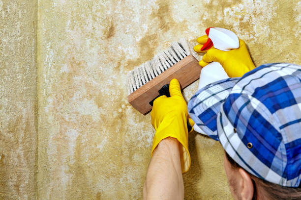 Best Dehumidification Services  in St Johns, AZ