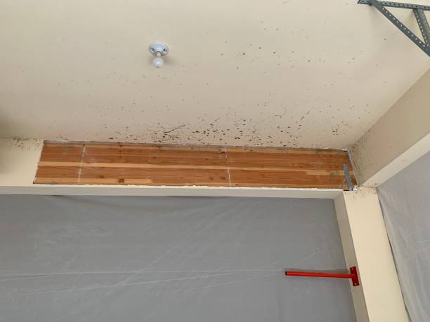 Best Mold-Related Health Consultation  in St Johns, AZ
