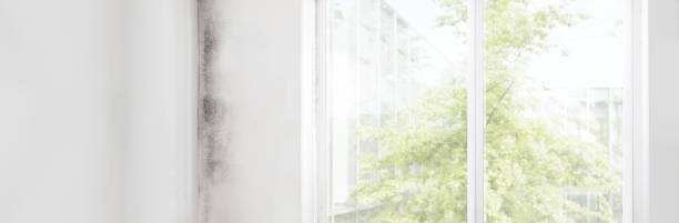 Best Mold Damage Restoration  in St Johns, AZ