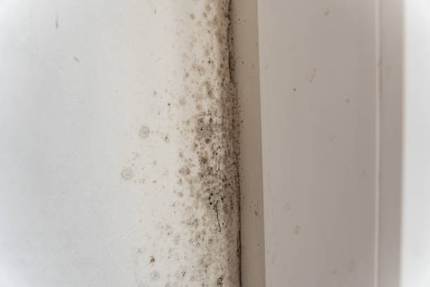 Environmental Consulting for Mold Prevention in St Johns, AZ